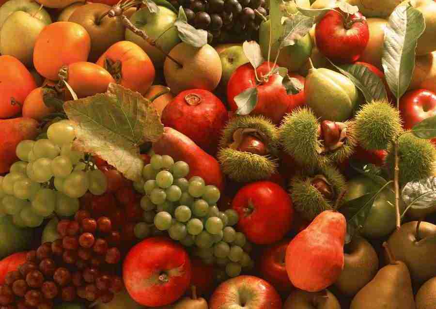 Abundant Harvest of Fruit - Datacraft Sozaijiten  ></a>
<script language=JavaScript> 
  var txt = 