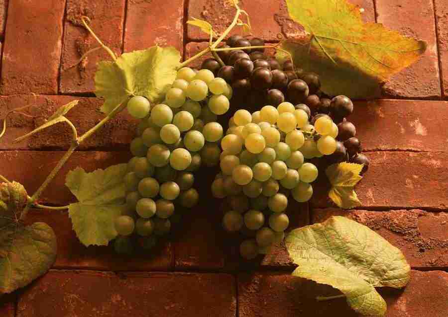 Abundant Harvest of Fruit - Datacraft Sozaijiten  ></a>
<script language=JavaScript> 
  var txt = 