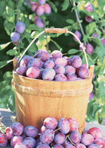 Abundant Harvest of Fruit