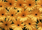 Datacraft Sozaijiten : Background Flowers and Plants 