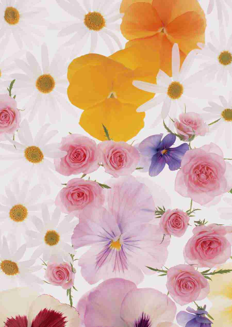 Background Flowers and Plants - Datacraft Sozaijiten  ></a>
<script language=JavaScript> 
  var txt = 