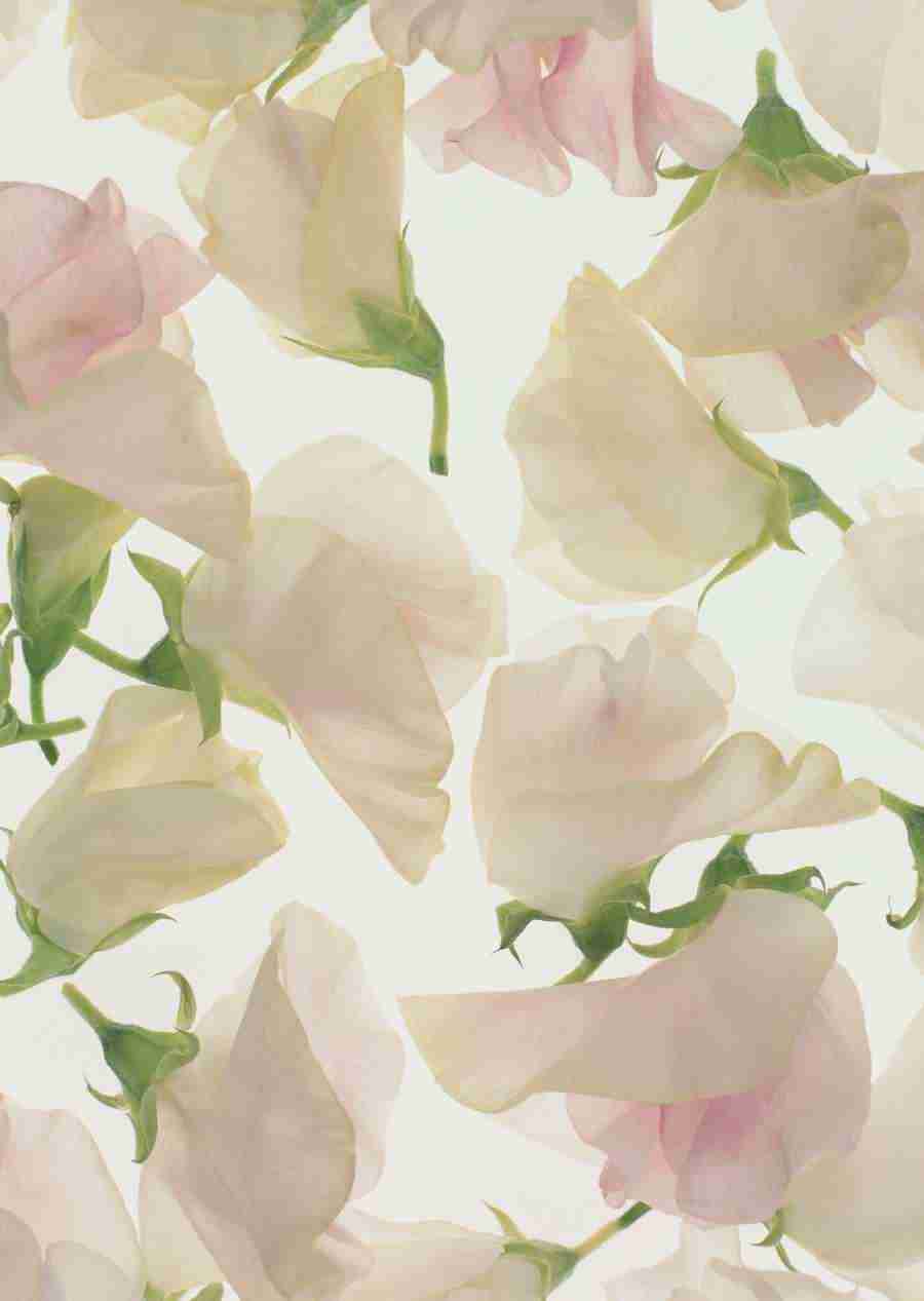 Background Flowers and Plants - Datacraft Sozaijiten  ></a>
<script language=JavaScript> 
  var txt = 