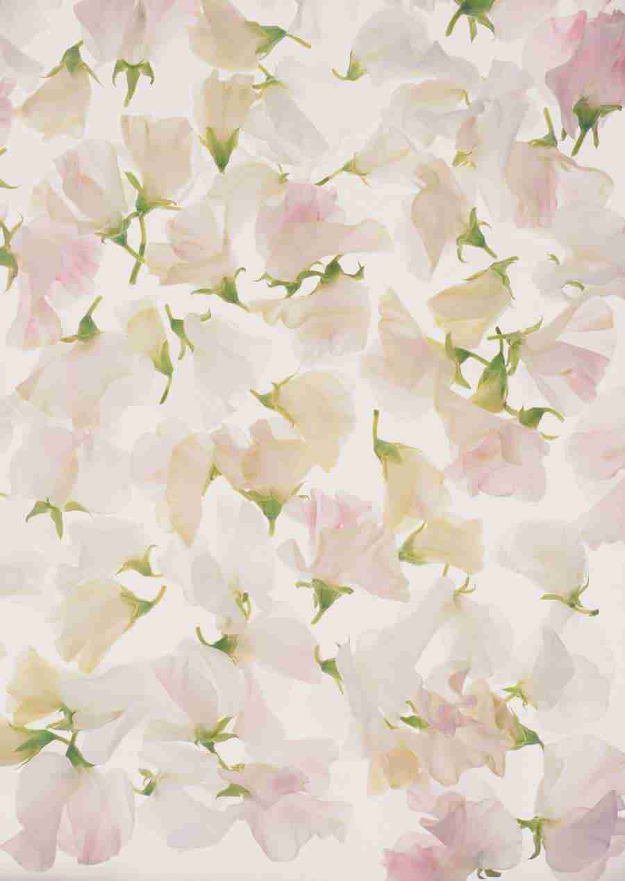 Background Flowers and Plants - Datacraft Sozaijiten  ></a>
<script language=JavaScript> 
  var txt = 