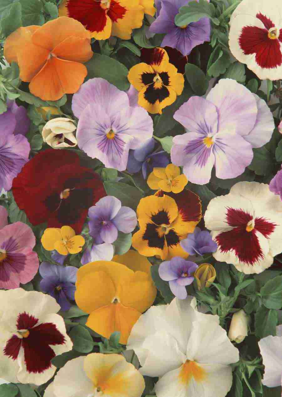 Background Flowers and Plants - Datacraft Sozaijiten  ></a>
<script language=JavaScript> 
  var txt = 