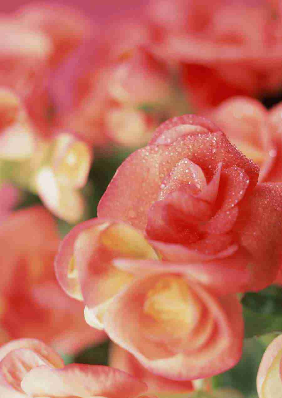 Background Flowers and Plants - Datacraft Sozaijiten  ></a>
<script language=JavaScript> 
  var txt = 