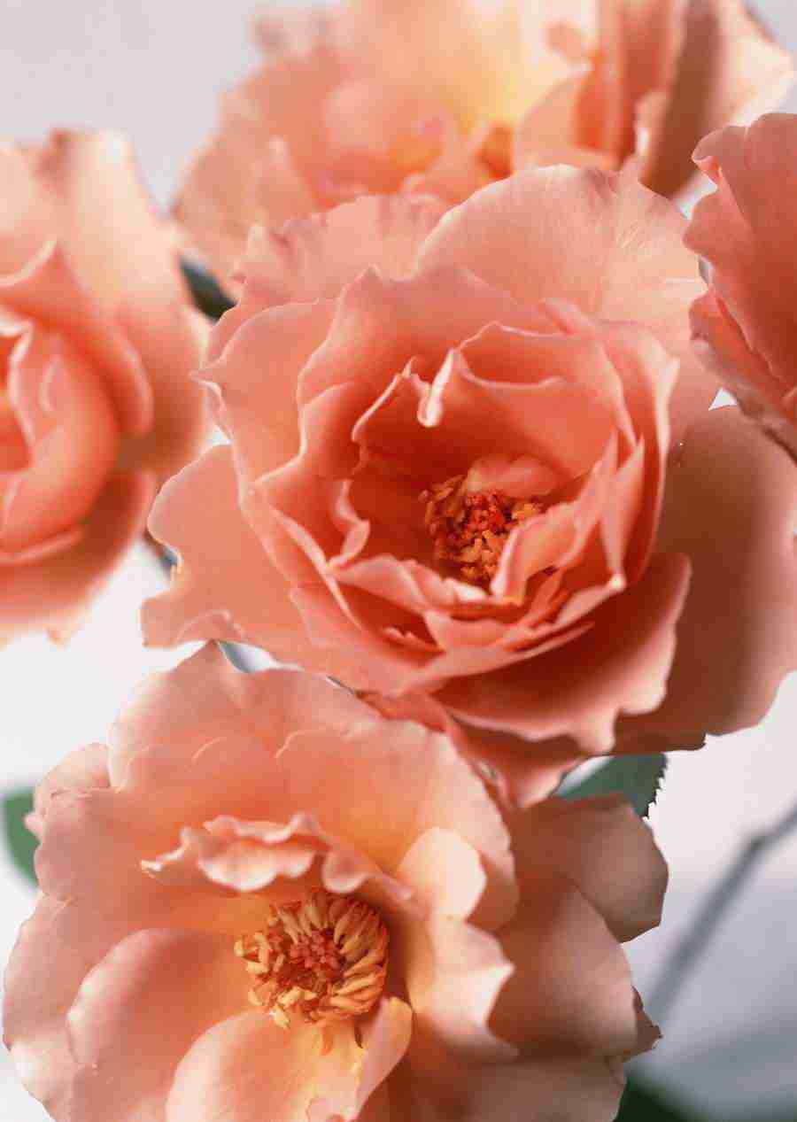 Background Flowers and Plants - Datacraft Sozaijiten  ></a>
<script language=JavaScript> 
  var txt = 