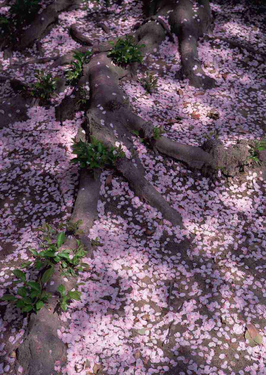 Background Flowers and Plants - Datacraft Sozaijiten  ></a>
<script language=JavaScript> 
  var txt = 