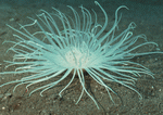 Datacraft Sozaijiten : Coras And Marine Creatures 