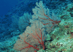 Datacraft Sozaijiten : Coras And Marine Creatures 