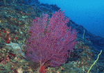 Datacraft Sozaijiten : Coras And Marine Creatures 