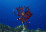 Datacraft Sozaijiten : Coras And Marine Creatures 