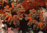 Datacraft Sozaijiten : Coras And Marine Creatures 