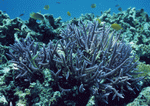 Datacraft Sozaijiten : Coras And Marine Creatures 