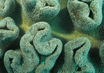 Datacraft Sozaijiten : Coras And Marine Creatures 