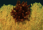 Datacraft Sozaijiten : Coras And Marine Creatures 