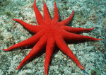 Datacraft Sozaijiten : Coras And Marine Creatures 