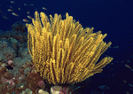 Datacraft Sozaijiten : Coras And Marine Creatures 