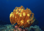 Datacraft Sozaijiten : Coras And Marine Creatures 