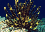 Datacraft Sozaijiten : Coras And Marine Creatures 