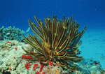 Datacraft Sozaijiten : Coras And Marine Creatures 