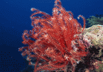 Datacraft Sozaijiten : Coras And Marine Creatures 