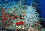 Datacraft Sozaijiten : Coras And Marine Creatures 