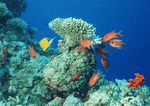 Datacraft Sozaijiten : Coras And Marine Creatures 