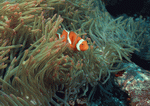 Datacraft Sozaijiten : Coras And Marine Creatures 