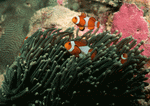 Datacraft Sozaijiten : Coras And Marine Creatures 