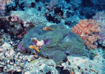 Datacraft Sozaijiten : Coras And Marine Creatures 