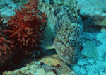 Datacraft Sozaijiten : Coras And Marine Creatures 