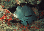 Datacraft Sozaijiten : Coras And Marine Creatures 