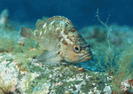 Datacraft Sozaijiten : Coras And Marine Creatures 