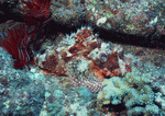 Datacraft Sozaijiten : Coras And Marine Creatures 