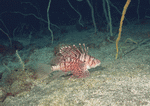 Datacraft Sozaijiten : Coras And Marine Creatures 