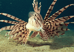 Datacraft Sozaijiten : Coras And Marine Creatures 