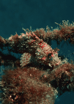 Datacraft Sozaijiten : Coras And Marine Creatures 