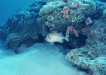 Datacraft Sozaijiten : Coras And Marine Creatures 