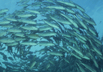 Datacraft Sozaijiten : Coras And Marine Creatures 