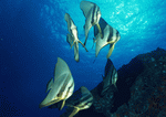 Datacraft Sozaijiten : Coras And Marine Creatures 