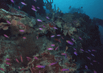 Datacraft Sozaijiten : Coras And Marine Creatures 