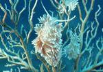 Datacraft Sozaijiten : Coras And Marine Creatures 