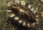 Datacraft Sozaijiten : Coras And Marine Creatures 