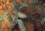 Datacraft Sozaijiten : Coras And Marine Creatures 