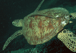 Datacraft Sozaijiten : Coras And Marine Creatures 