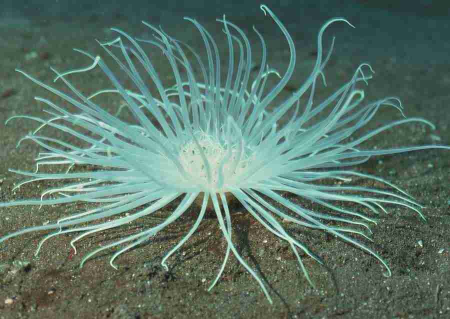 Coras And Marine Creatures - Datacraft Sozaijiten  ></a>
<script language=JavaScript> 
  var txt = 