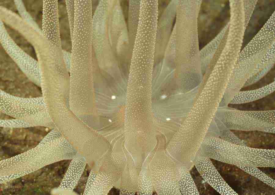Coras And Marine Creatures - Datacraft Sozaijiten  ></a>
<script language=JavaScript> 
  var txt = 