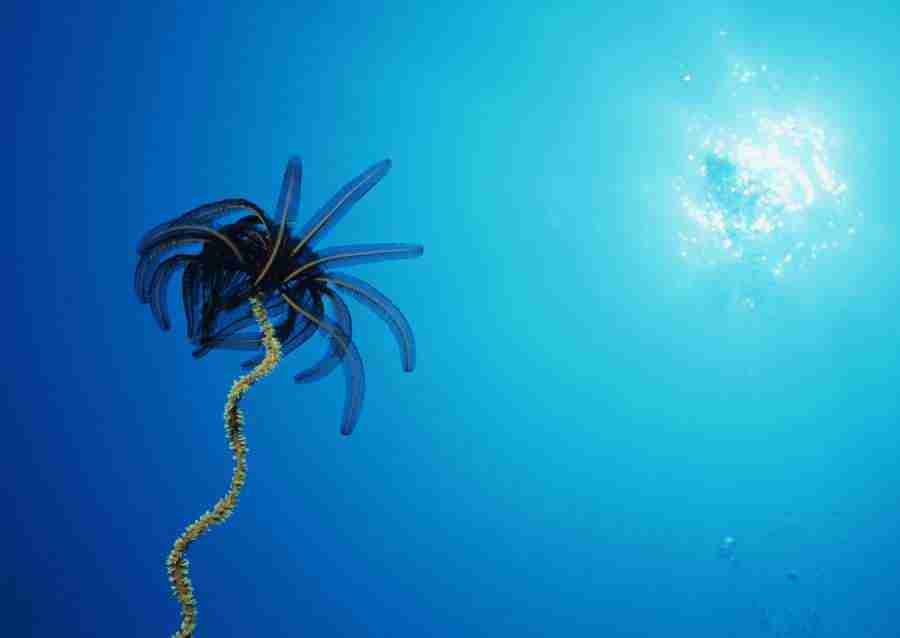 Coras And Marine Creatures - Datacraft Sozaijiten  ></a>
<script language=JavaScript> 
  var txt = 