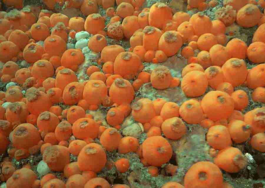 Coras And Marine Creatures - Datacraft Sozaijiten  ></a>
<script language=JavaScript> 
  var txt = 