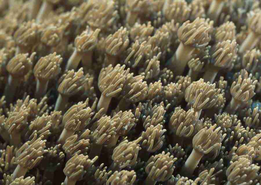 Coras And Marine Creatures - Datacraft Sozaijiten  ></a>
<script language=JavaScript> 
  var txt = 